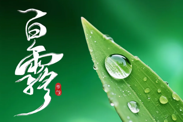 白露凝珠，盖饭飘香!到煲仔皇邂逅一碗有温度的煲仔饭